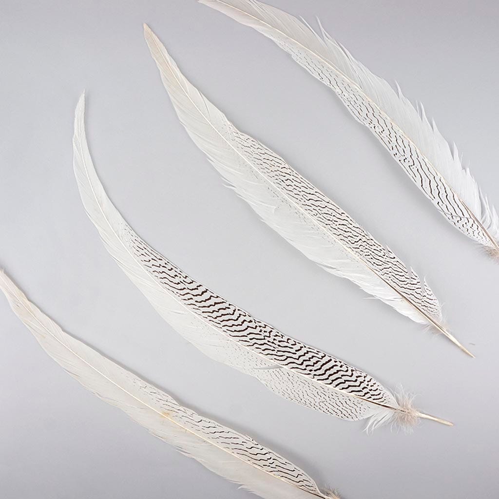 Silver Pheasant Tail Feathers - Natural - 20 - 25’’ - Feathers