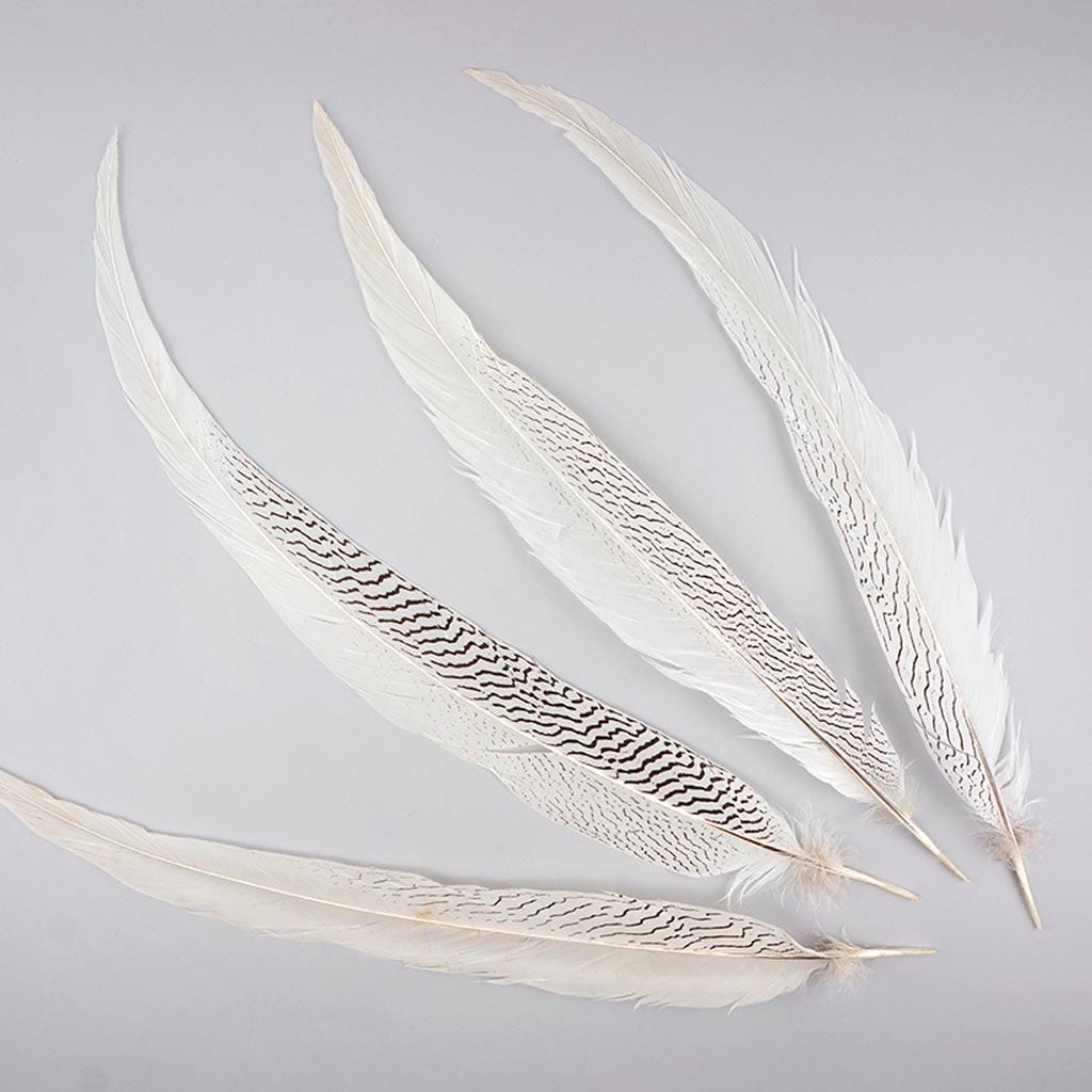 Silver Pheasant Tail Feathers - Natural - 20 - 25’’ - Feathers