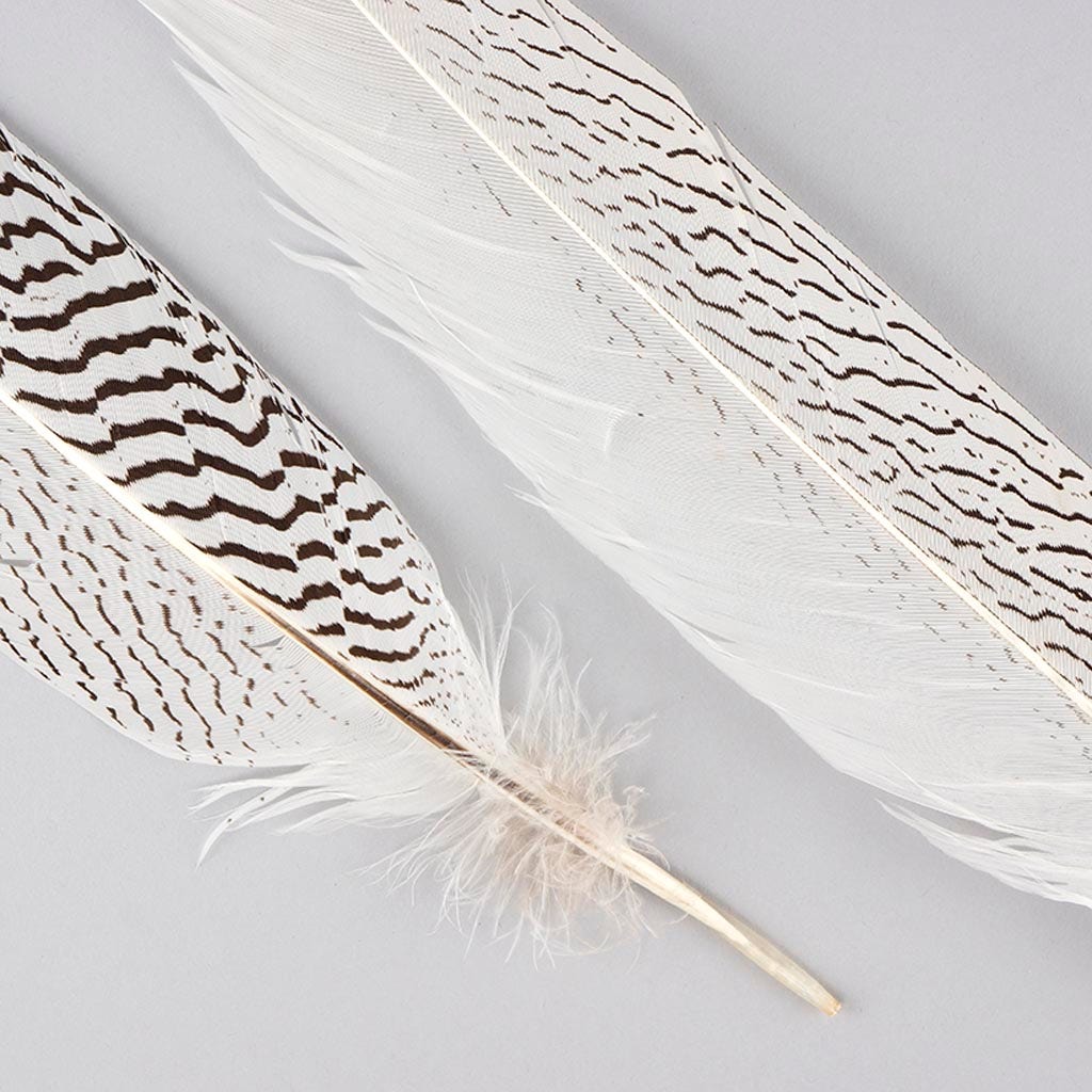 Silver Pheasant Tail Feathers - Natural - 20 - 25’’ - Feathers