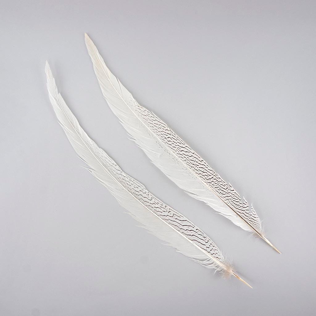 Silver Pheasant Tail Feathers - Natural - 20 - 25’’ - Feathers