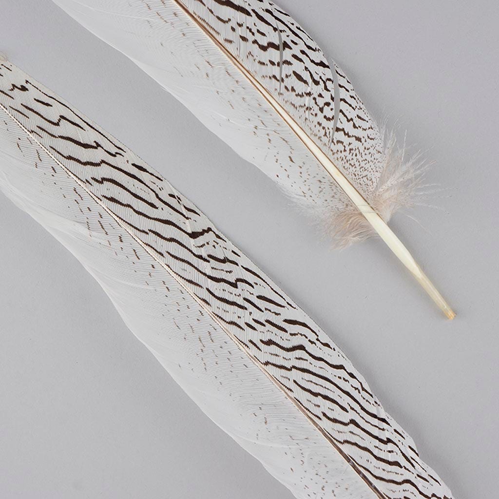 Silver Pheasant Tail Feathers - Natural - Feathers