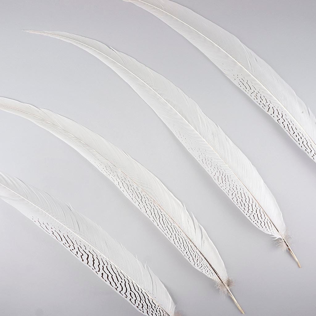 Silver Pheasant Tail Feathers - Natural - Feathers