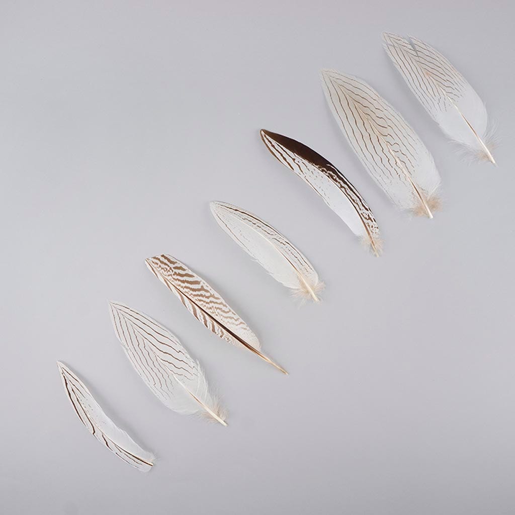 Silver Pheasant Tail Feathers - Natural - 6 - 8’’ - Feathers