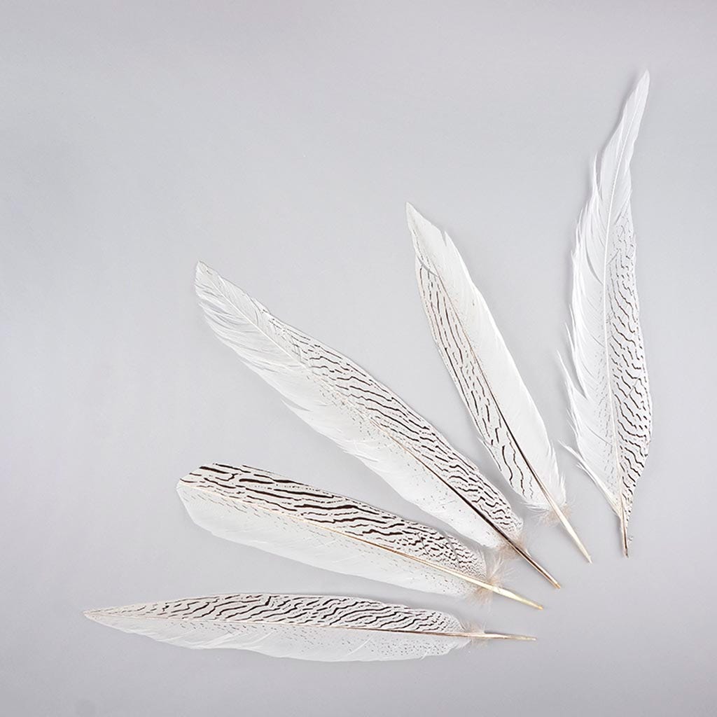 Silver Pheasant Tail Feathers - Natural - Feathers