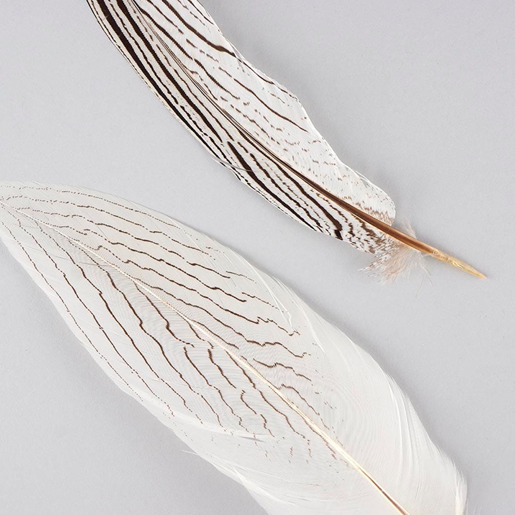 Silver Pheasant Tail Feathers - Natural - 8 - 12’’ - Feathers