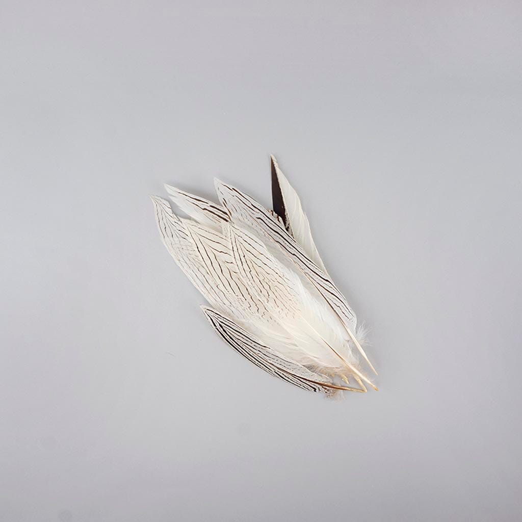 Tail Feathers, 50 Pieces - 8-10