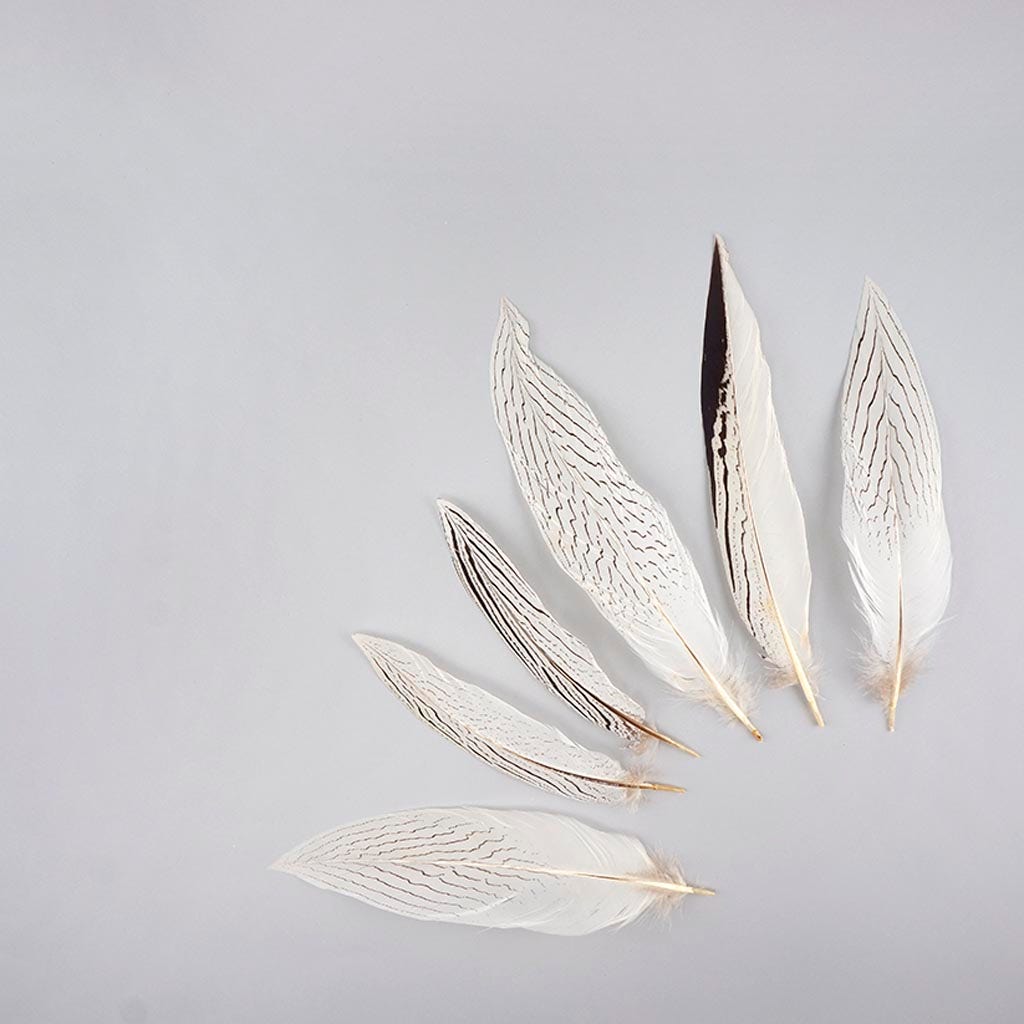 Silver Pheasant Tail Feathers - Natural - 8 - 12’’ - Feathers