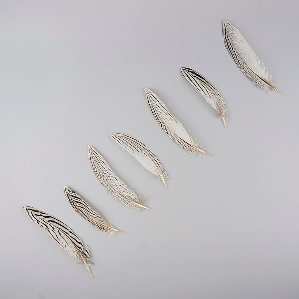 Silver Pheasant Tail Feathers - Natural - Feathers