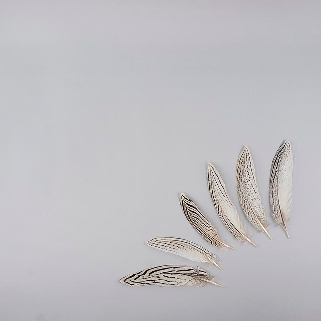 Silver Pheasant Tail Feathers - Natural - Feathers