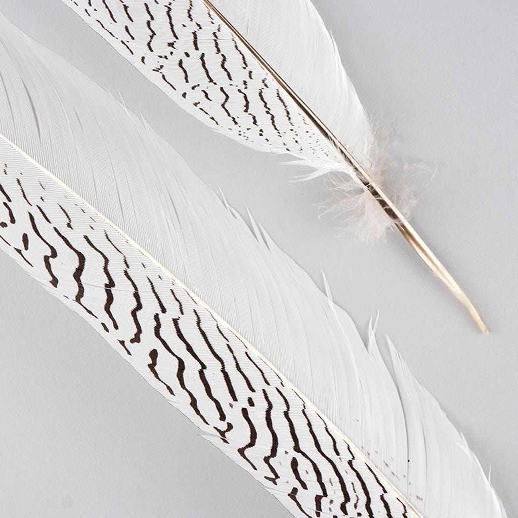 Silver Pheasant Tail Feathers - Natural - Feathers