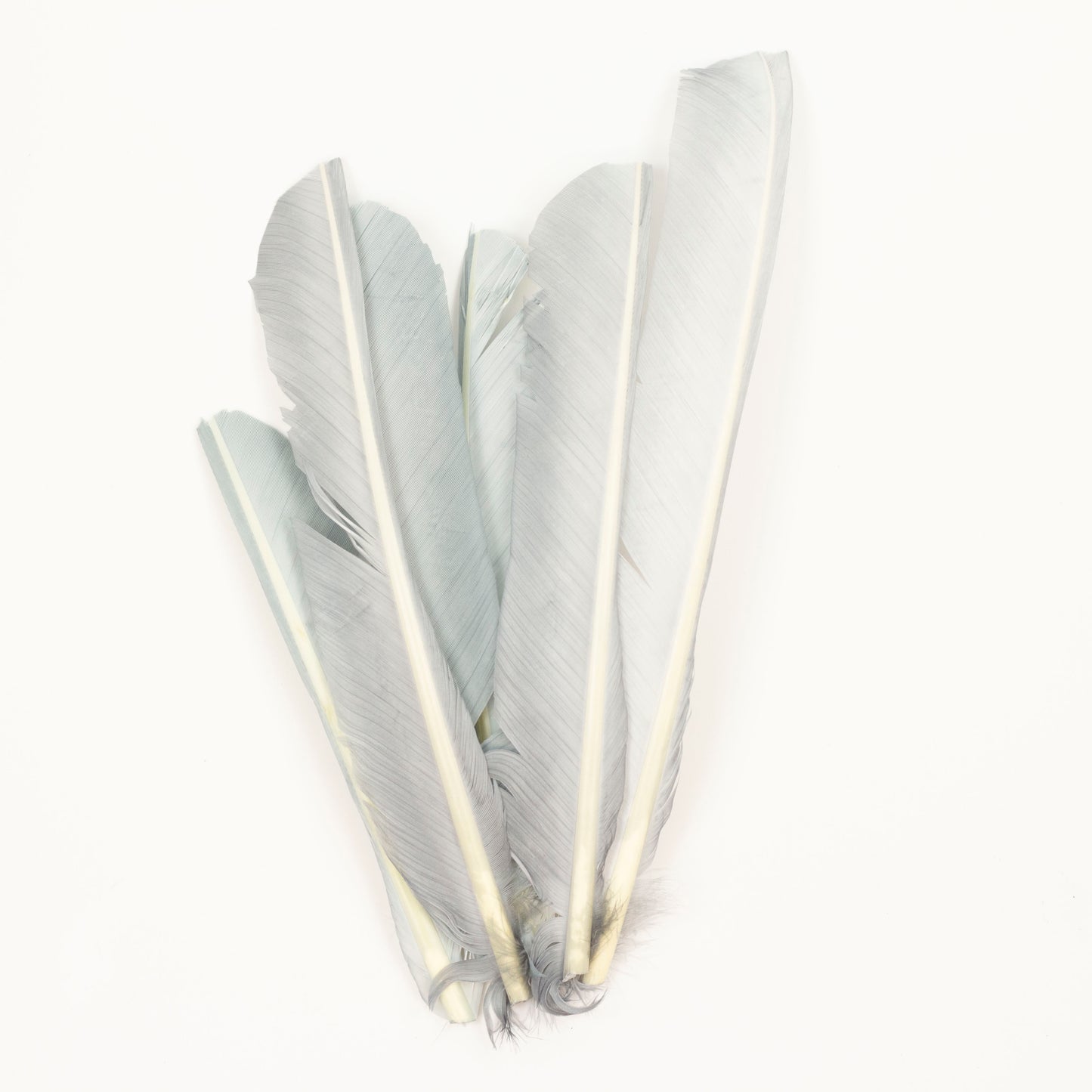 Silver Cut Turkey Pointer Feathers 8-12"
