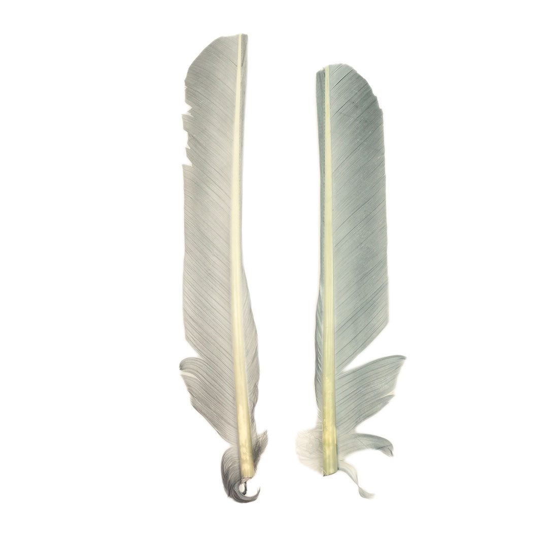 Silver Cut Turkey Pointer Feathers 8-12"