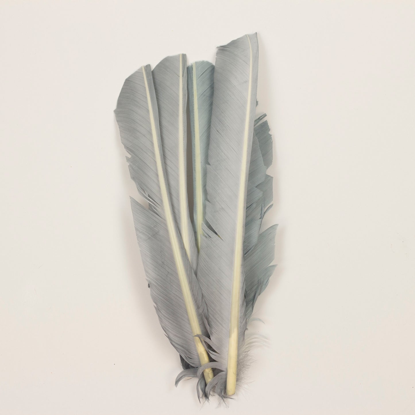 Silver Cut Turkey Pointer Feathers 8-12"