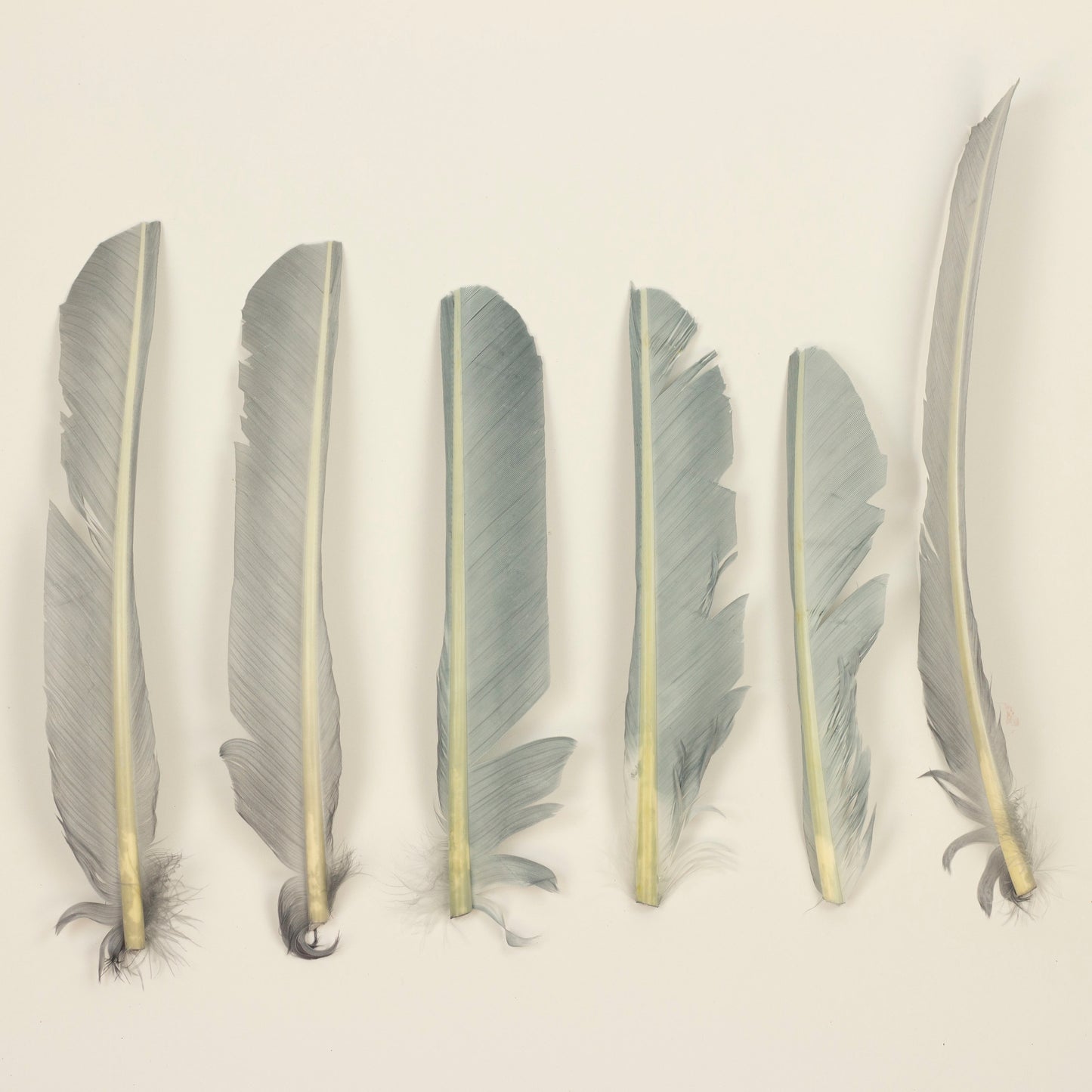 Silver Cut Turkey Pointer Feathers 8-12"