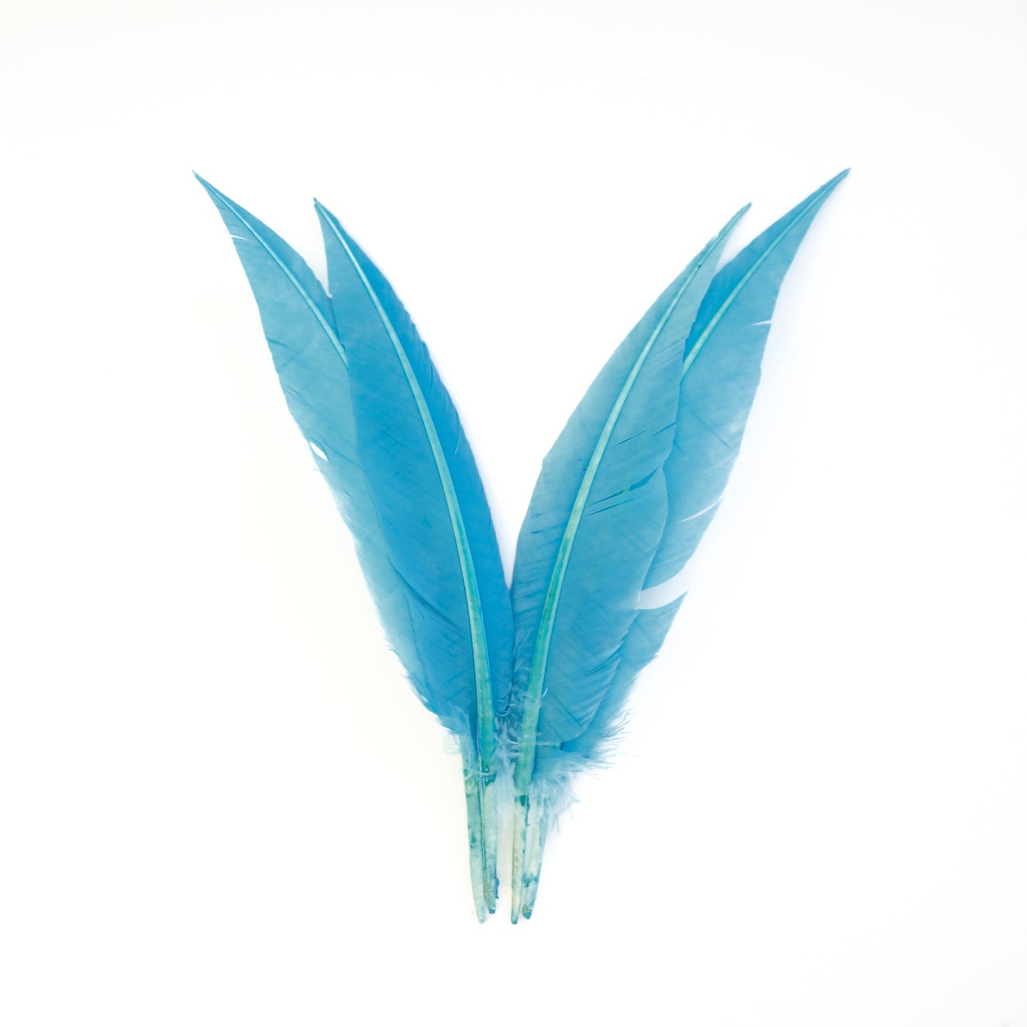 Sky Blue Dagger Turkey Quill Feathers 9-12"