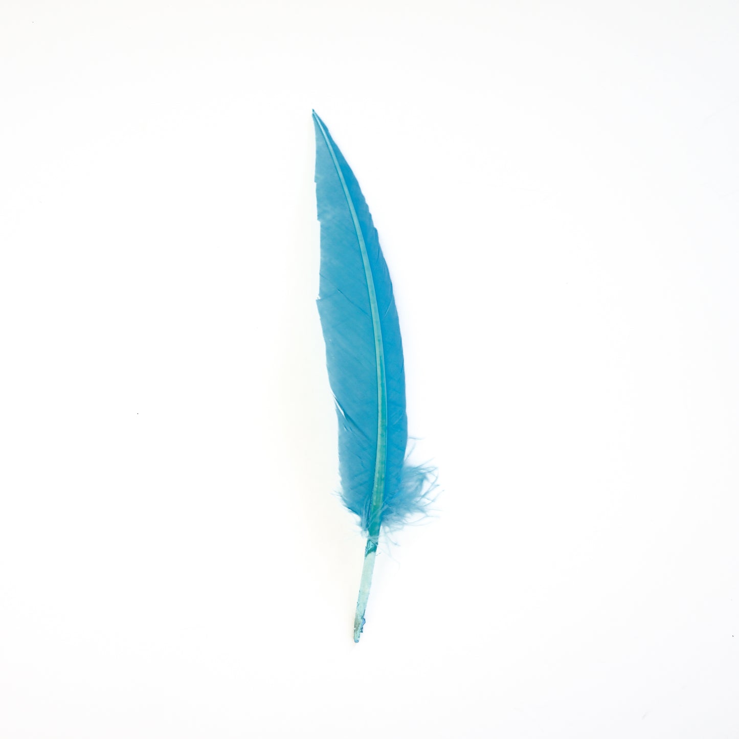 Sky Blue Dagger Turkey Quill Feathers 9-12"