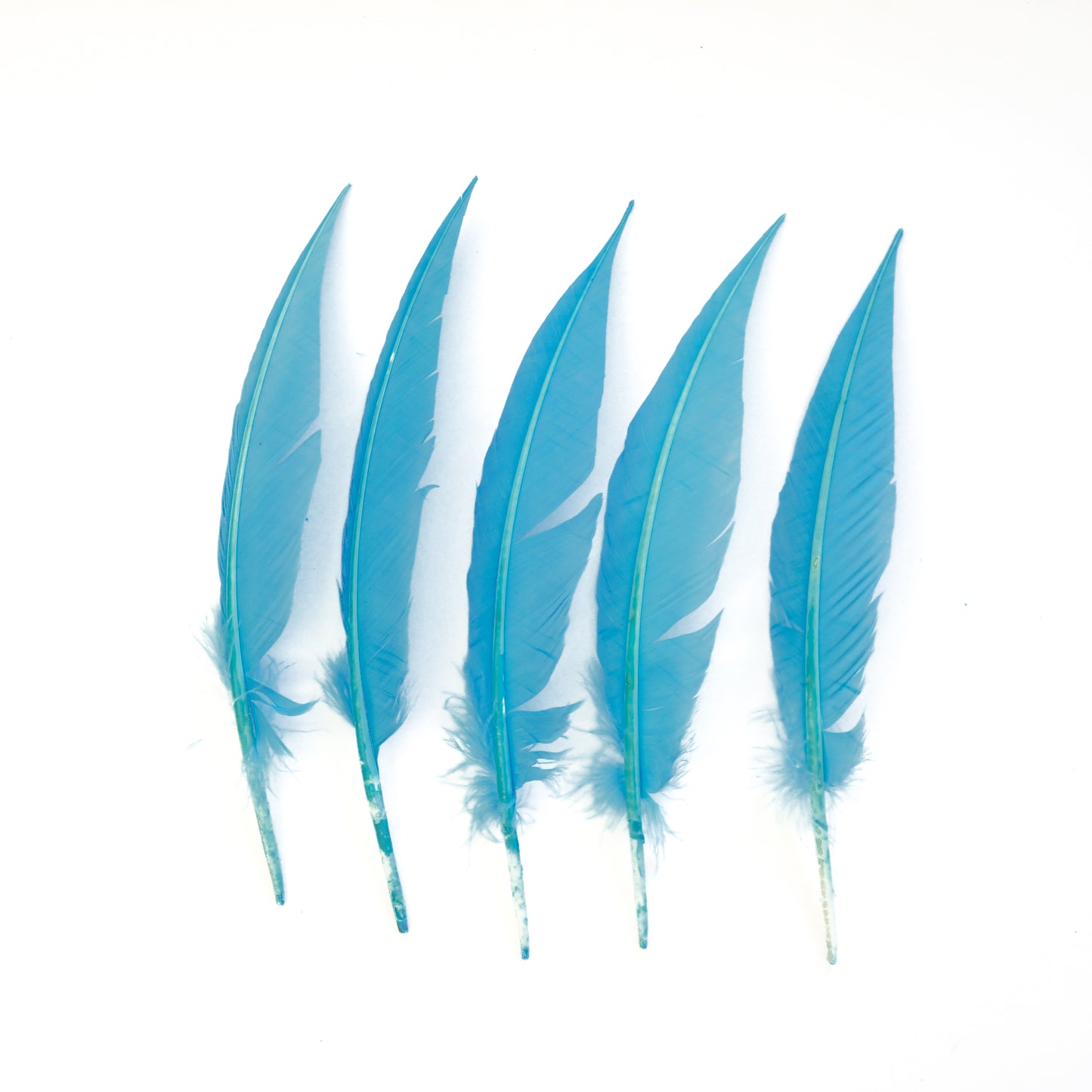 Sky Blue Dagger Turkey Quill Feathers 9-12"
