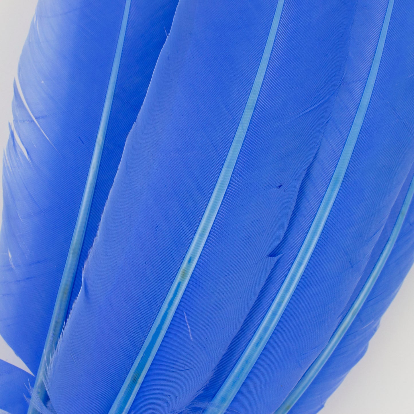 Turkey Quills Selected - Sky Blue