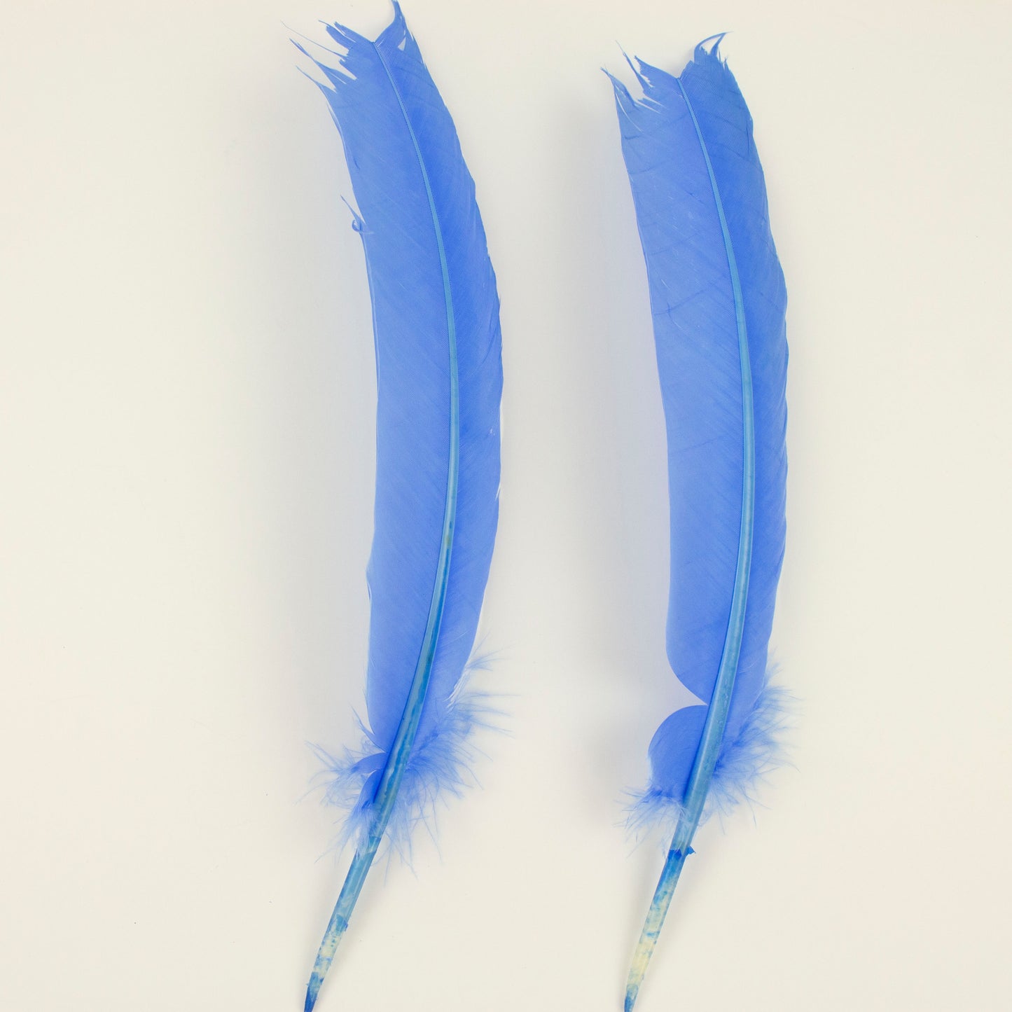 Turkey Quills Selected - Sky Blue