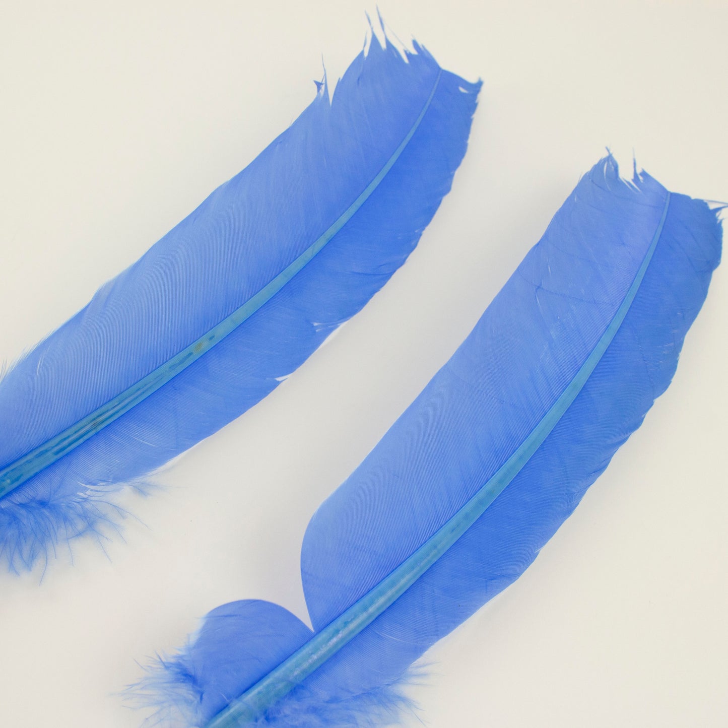 Turkey Quills Selected - Sky Blue