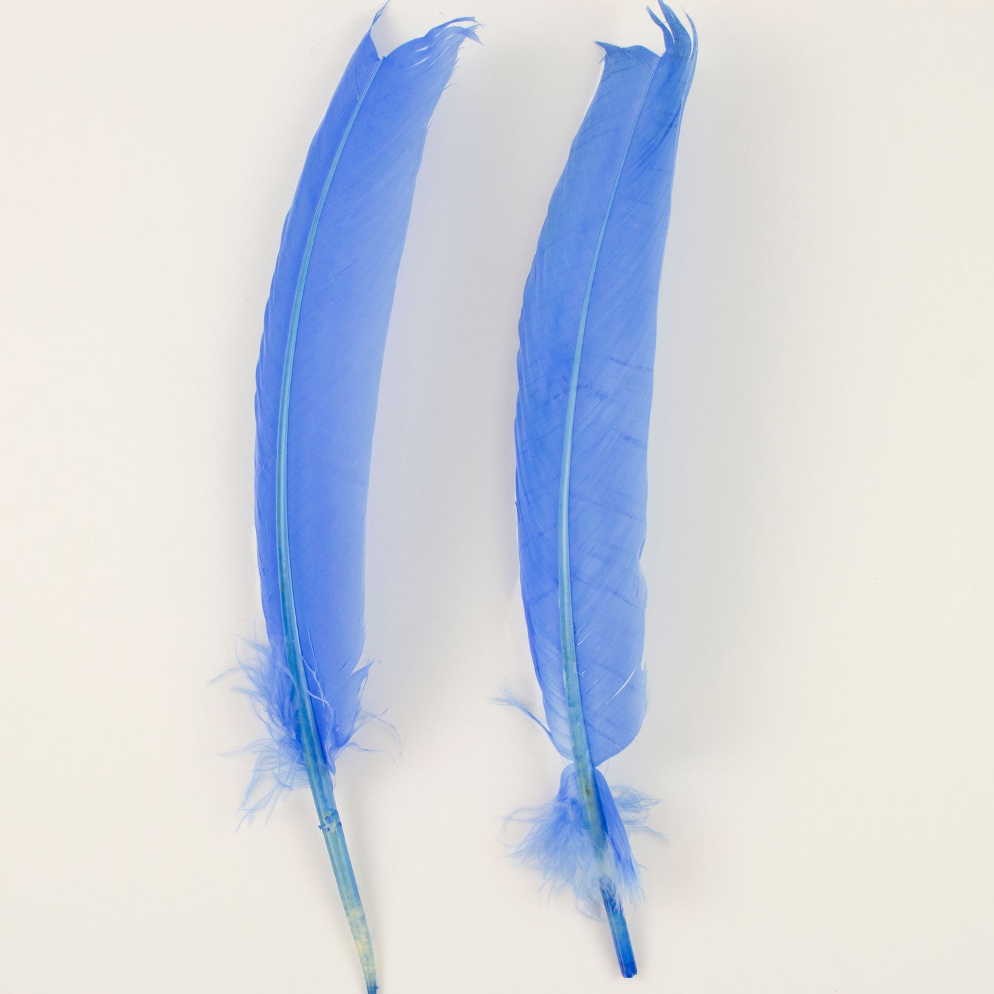 Turkey Quills Selected - Sky Blue