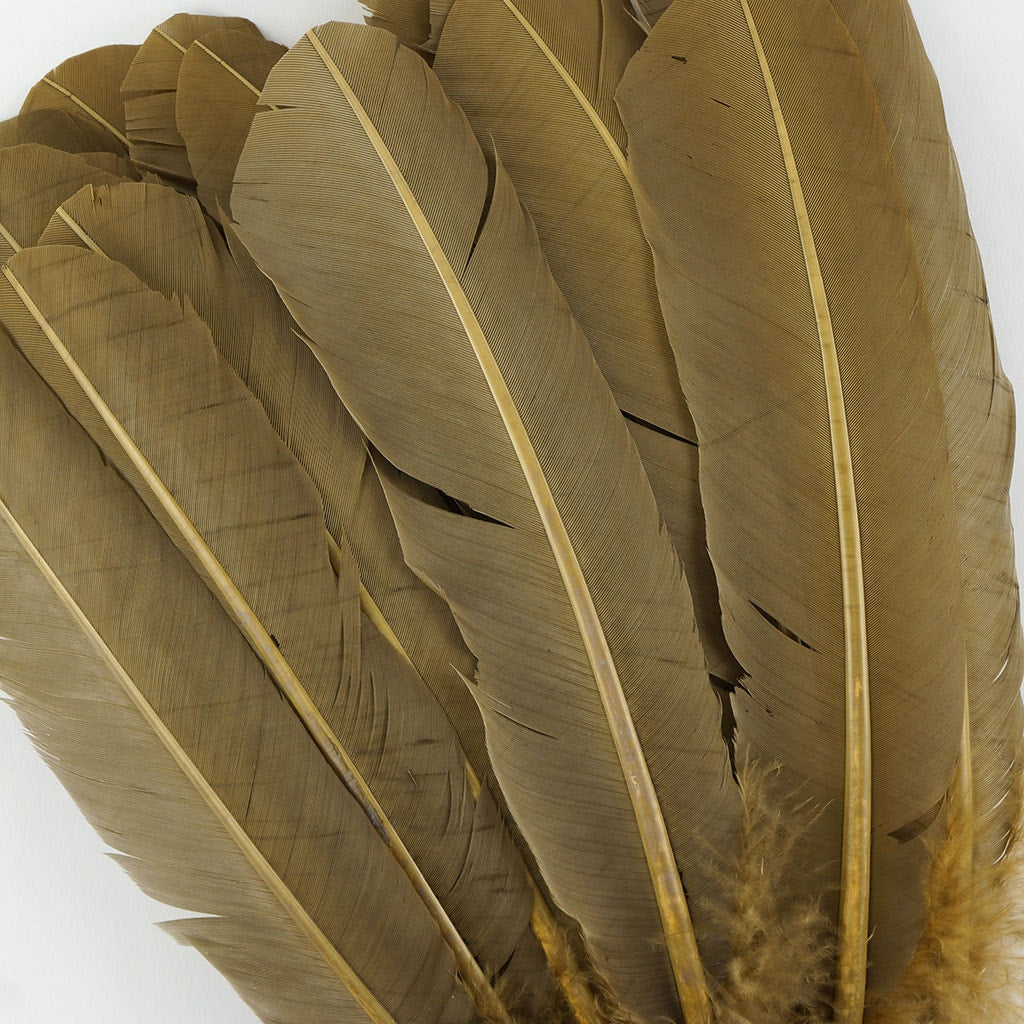 Turkey Quills by Pound - Left Wing - Camel - Feathers