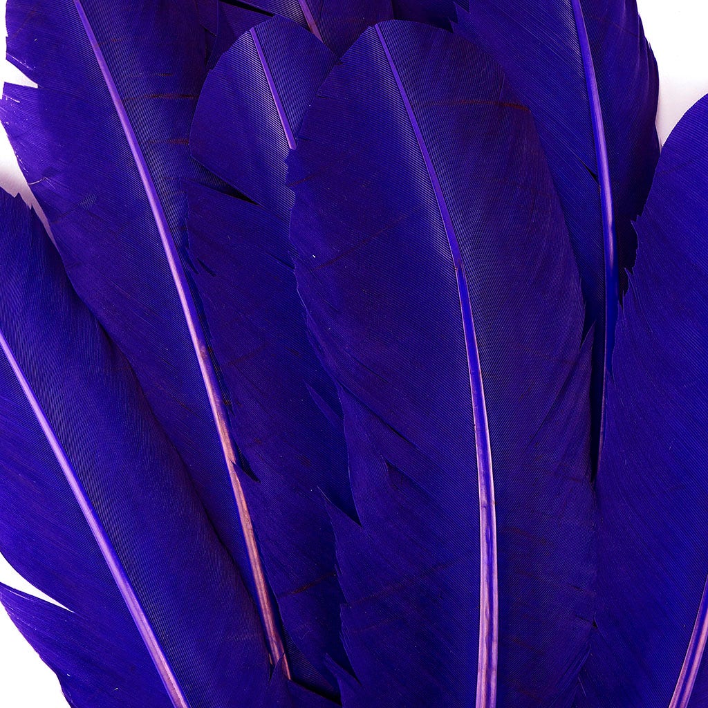 Turkey Quills by Pound - Left Wing - Regal - Feathers