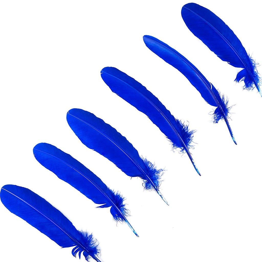 Turkey Quills by Pound - Left Wing - Royal - Feathers