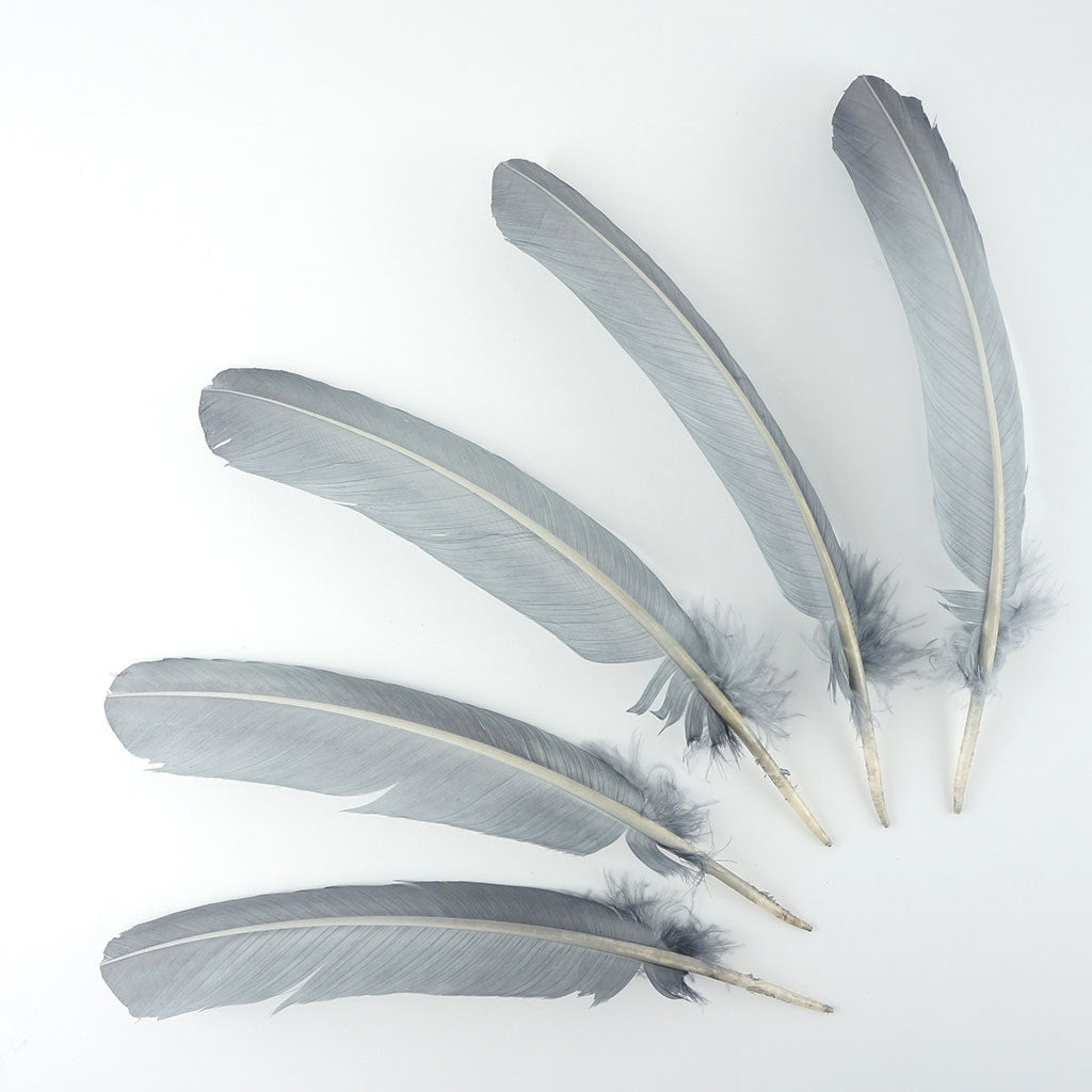 Turkey Quills by Pound - Left Wing - Silver - Feathers