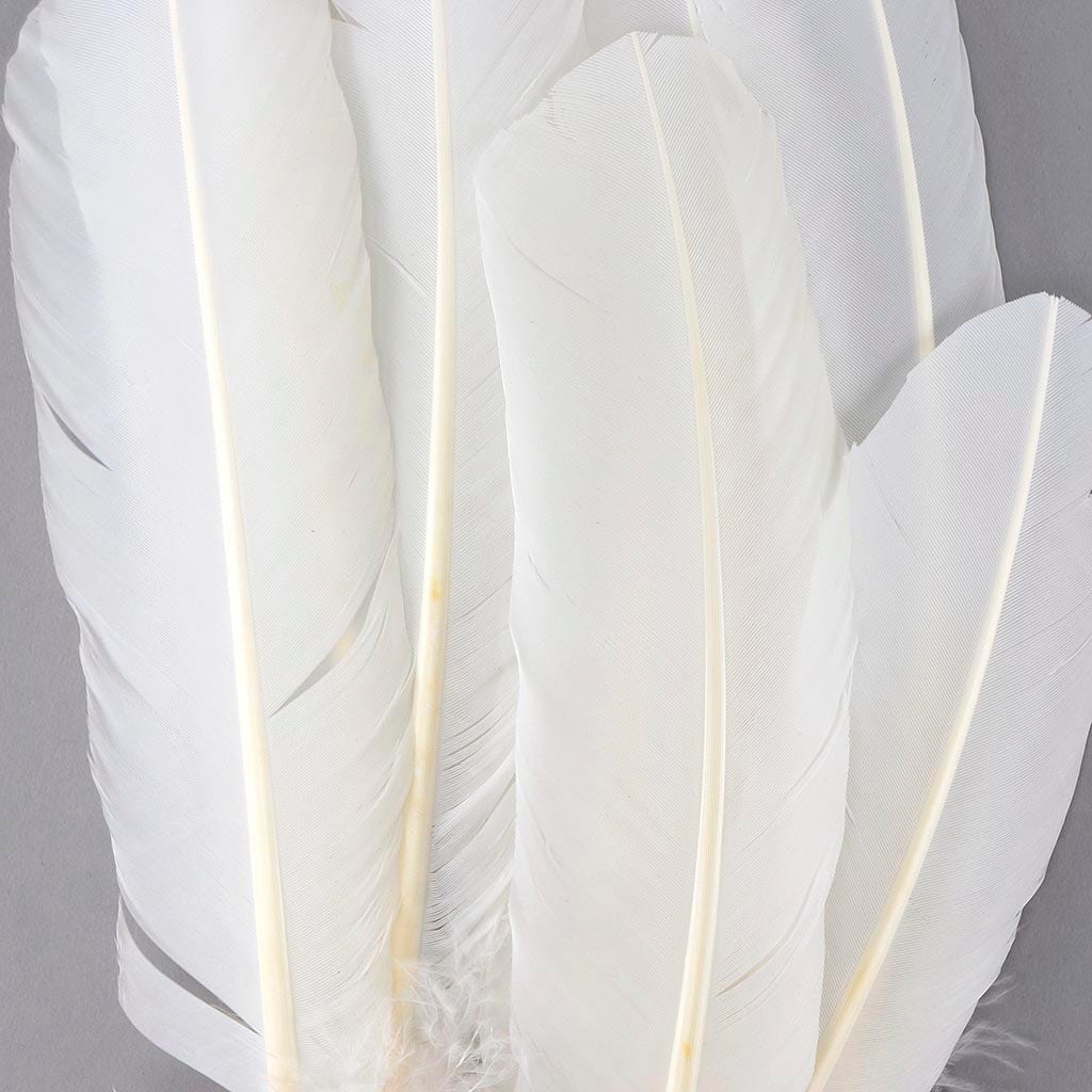 Turkey Quills by Pound - Left Wing - White - Feathers