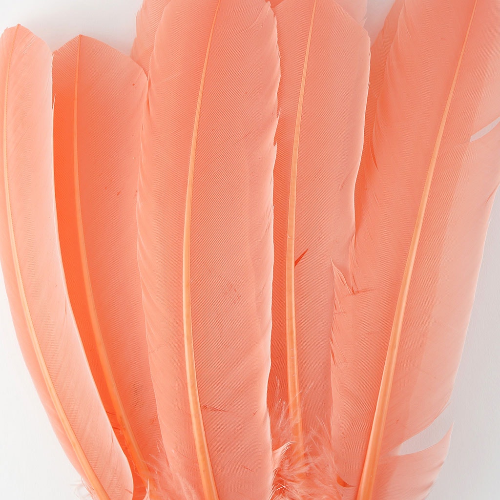 Turkey Quills by Pound - Right Wing - Apricot Blush - Feathers