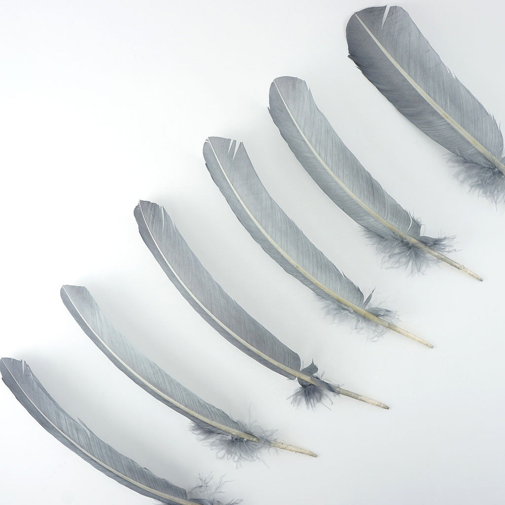 Turkey Quills by Pound - Right Wing - Silver - Feathers