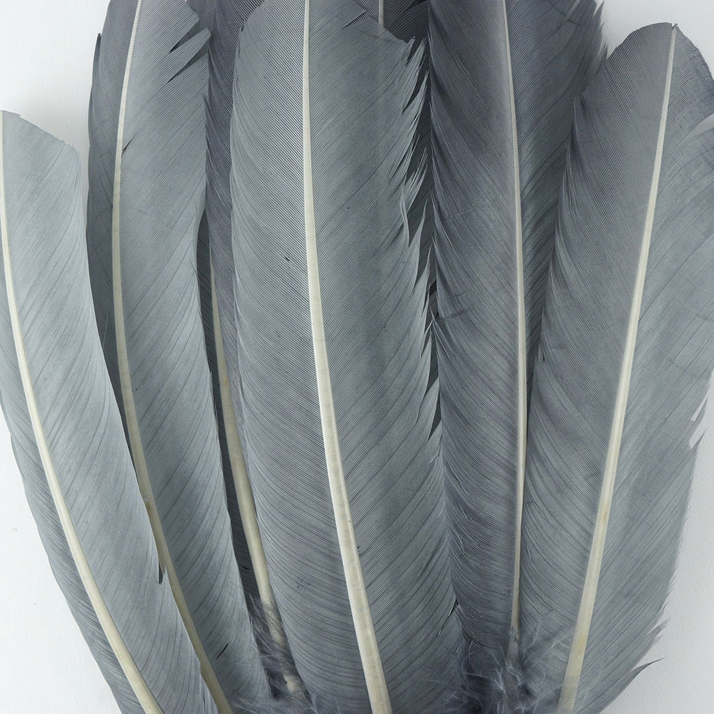 Turkey Quills by Pound - Right Wing - Silver - Feathers