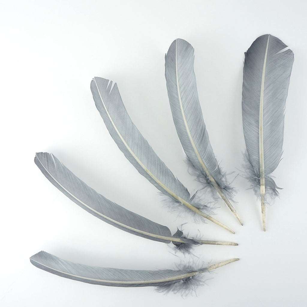 Turkey Quills by Pound - Right Wing - Silver - Feathers