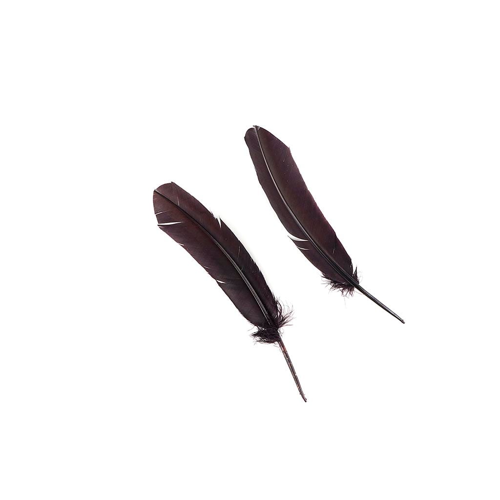 Turkey Quills Selected - Brown - Feathers