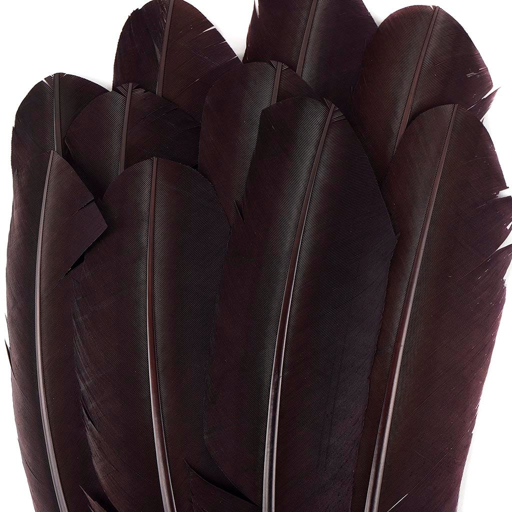 Turkey Quills Selected - Brown - Feathers