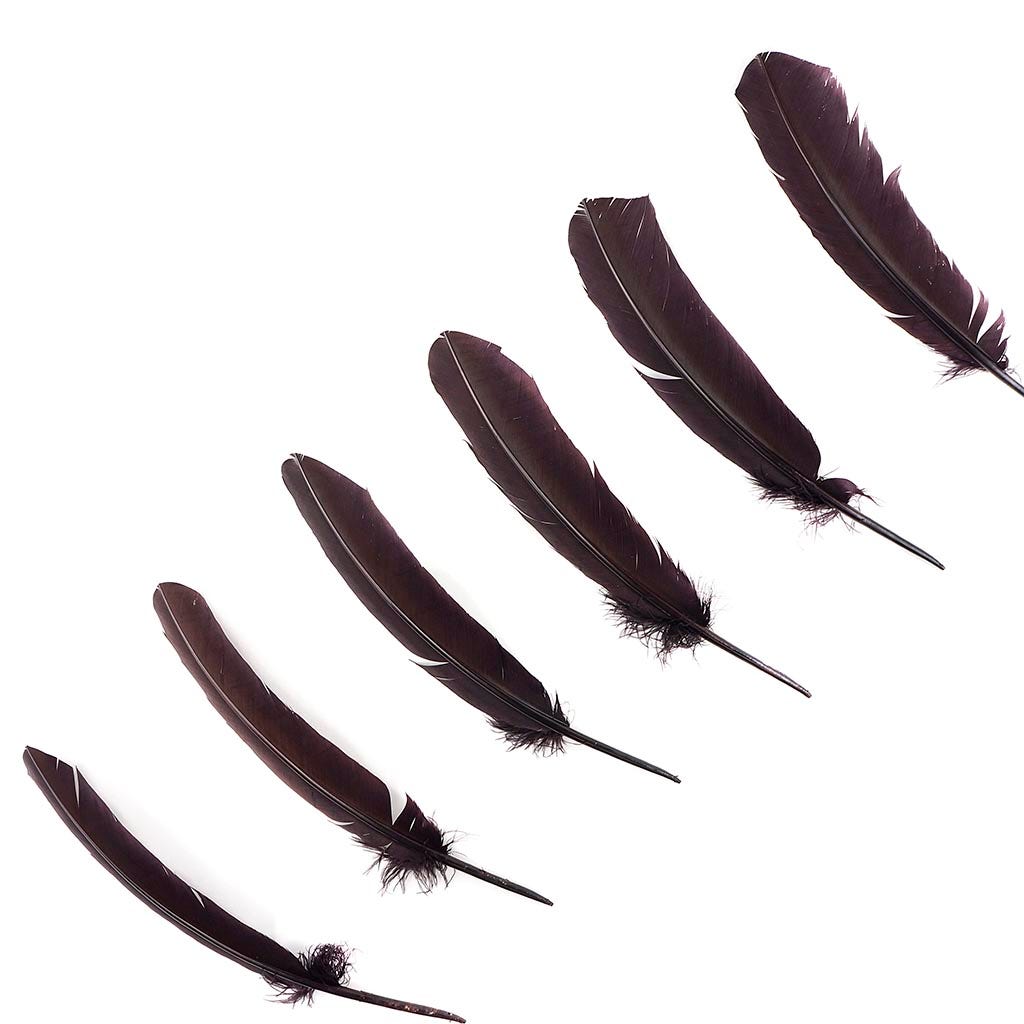 Turkey Quills Selected - Brown - Feathers