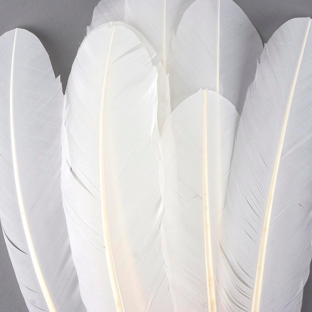 Turkey Quills Selected - White - Feathers