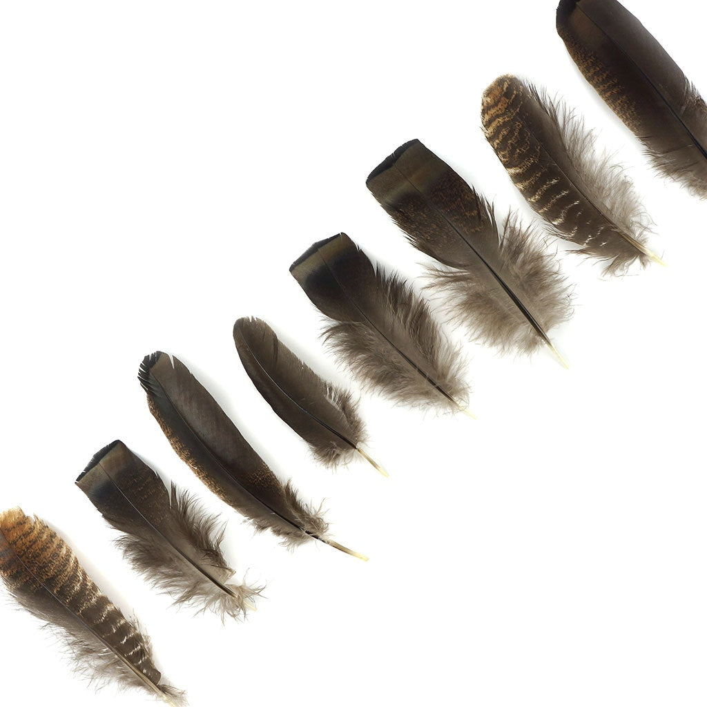 Turkey Rounds Bronze Feathers - Natural - Feathers