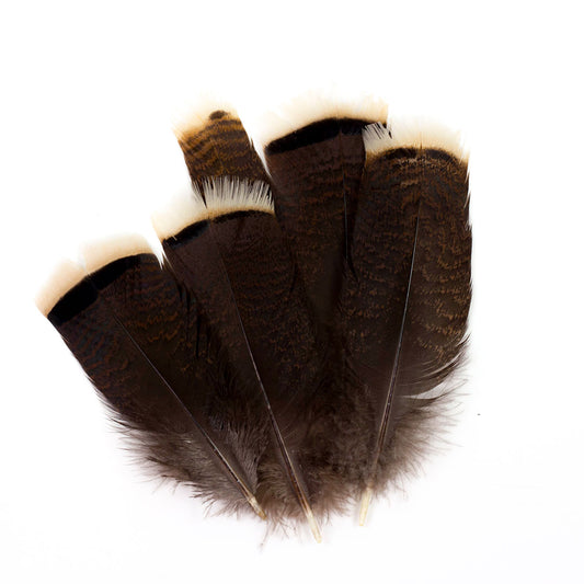 Bronze Turkey Tails Selected 4-8 inch  12PC PKG --Natural