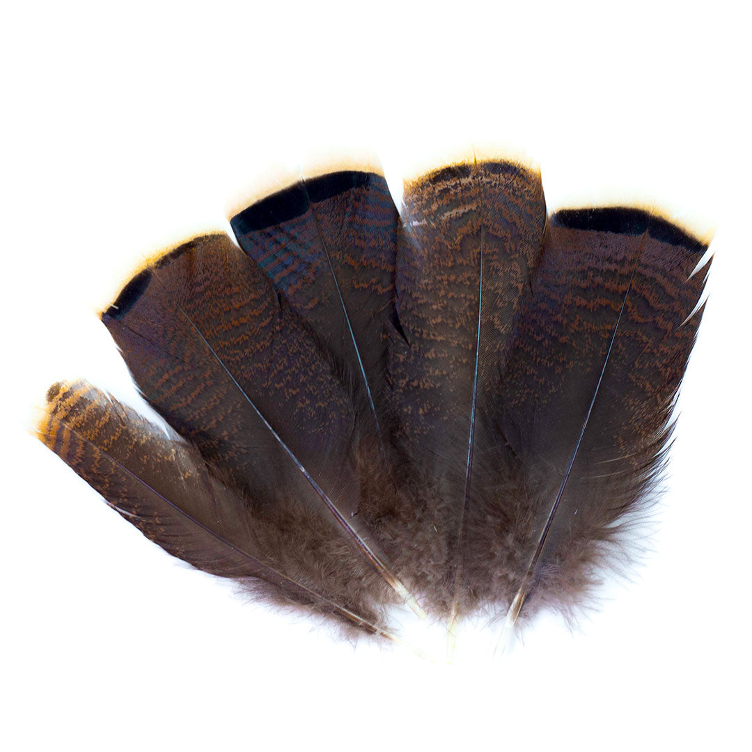 Bronze Turkey Tails Selected 4-8 inch  12PC PKG --Natural