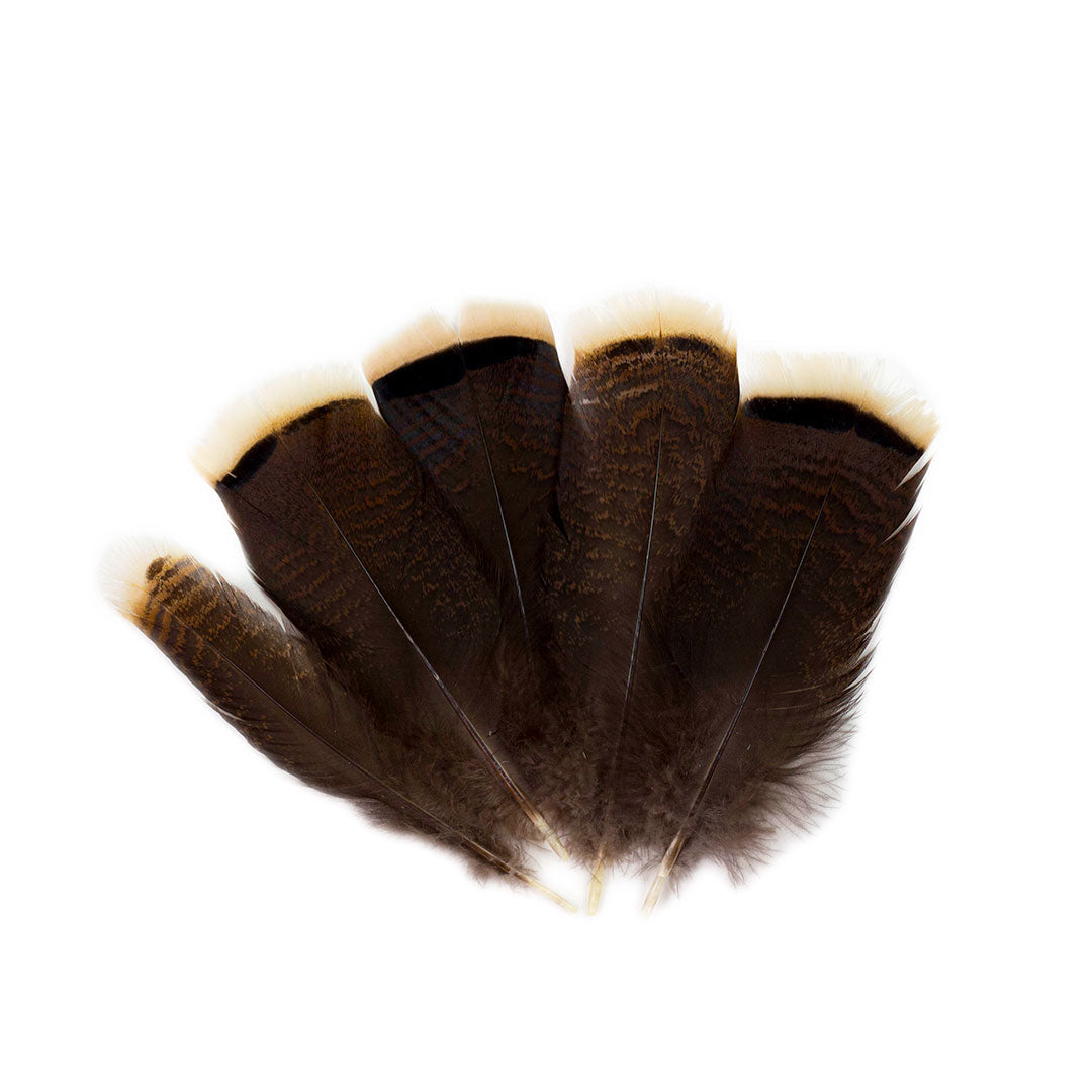 Bronze Turkey Tails Selected 4-8 inch  12PC PKG --Natural