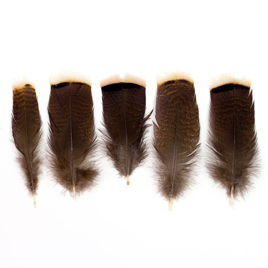 Bronze Turkey Tails Selected 4-8 inch  12PC PKG --Natural