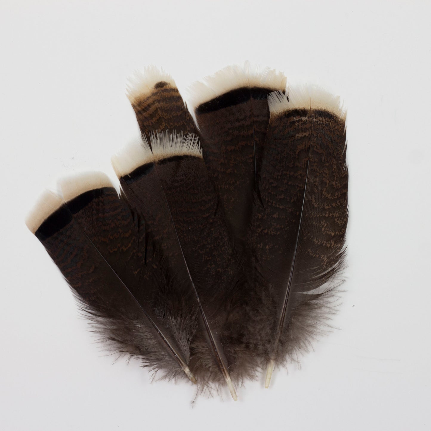 Bronze Turkey Tails Selected 4-8 inch  12PC PKG --Natural