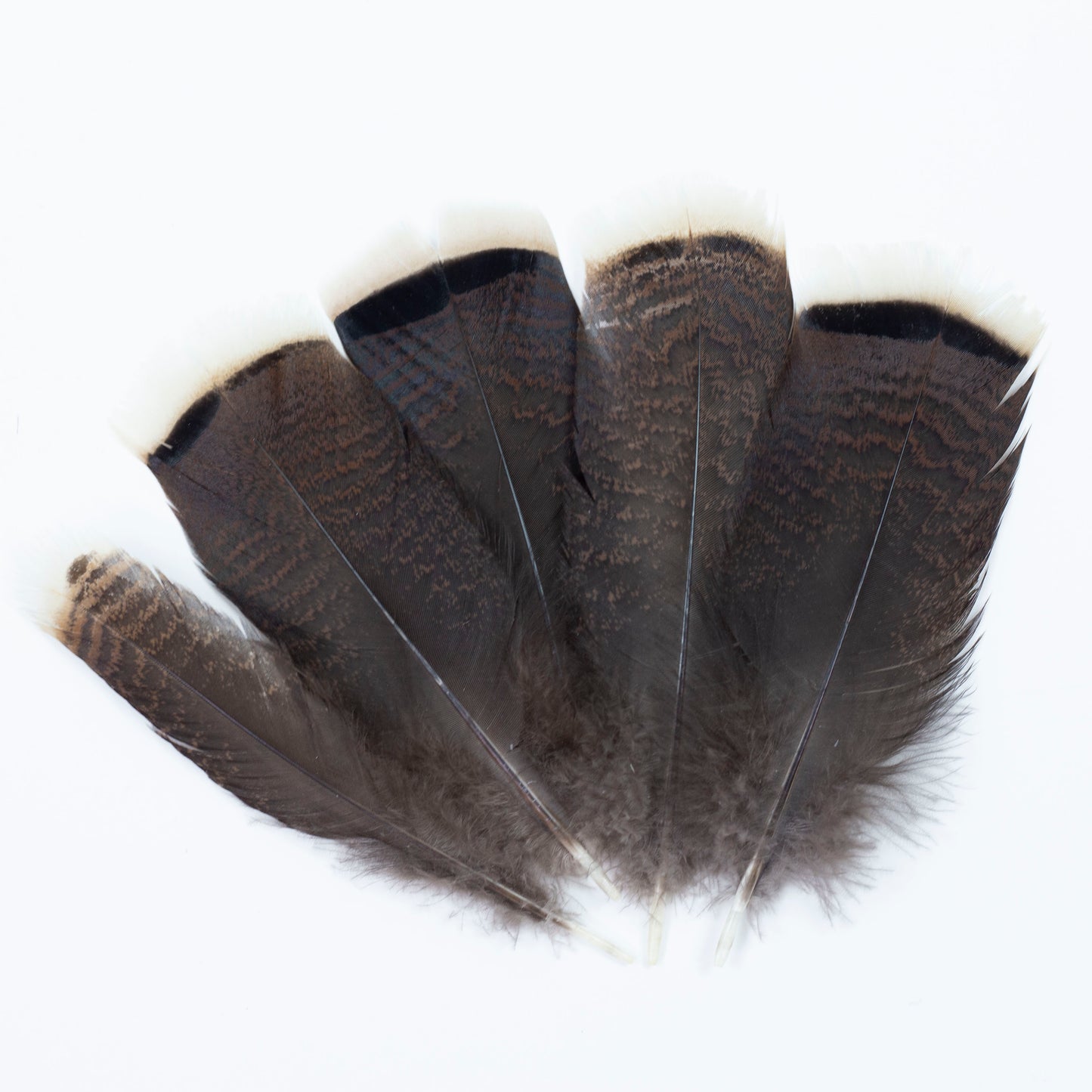Bronze Turkey Tails Selected 4-8 inch  12PC PKG --Natural