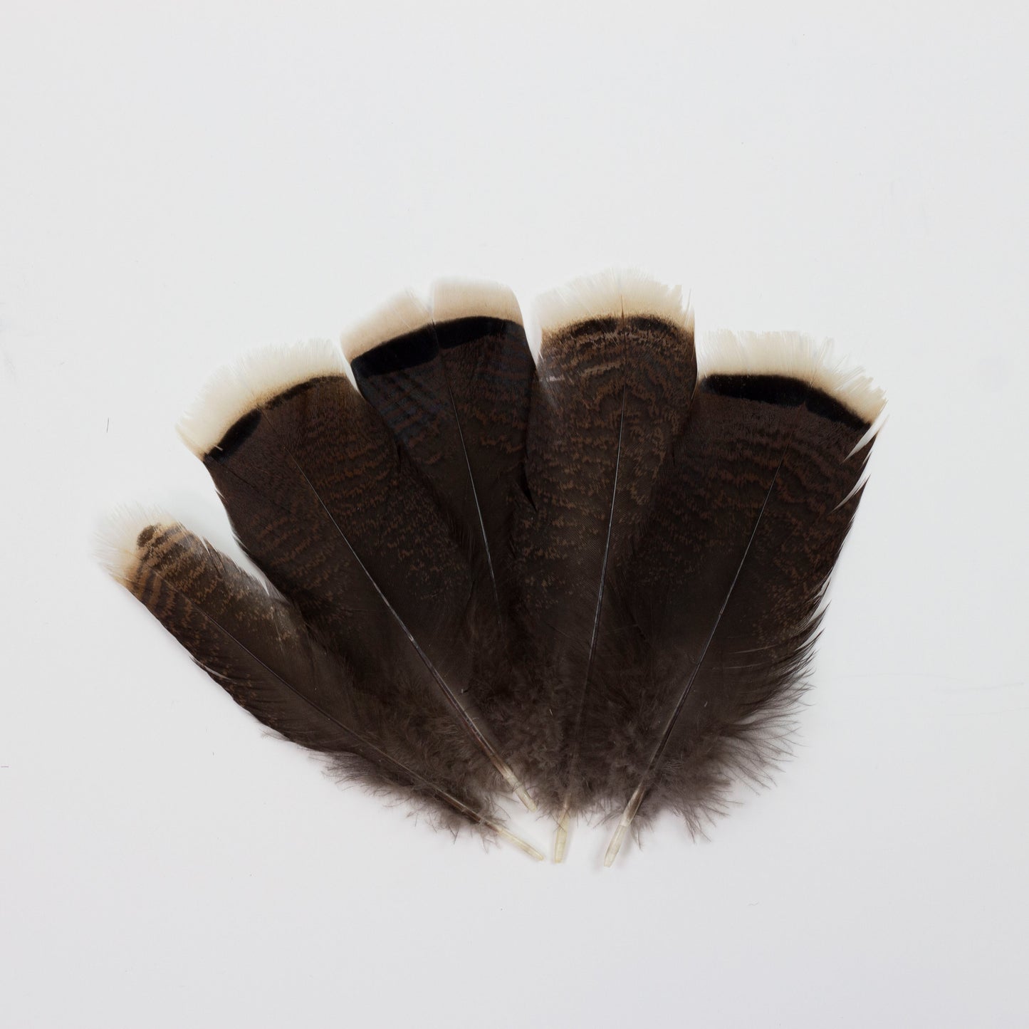 Bronze Turkey Tails Selected 4-8 inch  12PC PKG --Natural