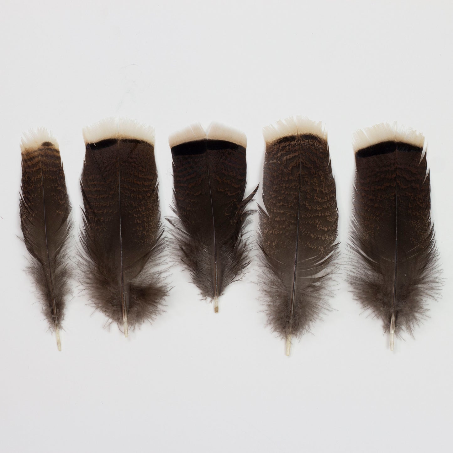 Bronze Turkey Tails Selected 4-8 inch  12PC PKG --Natural