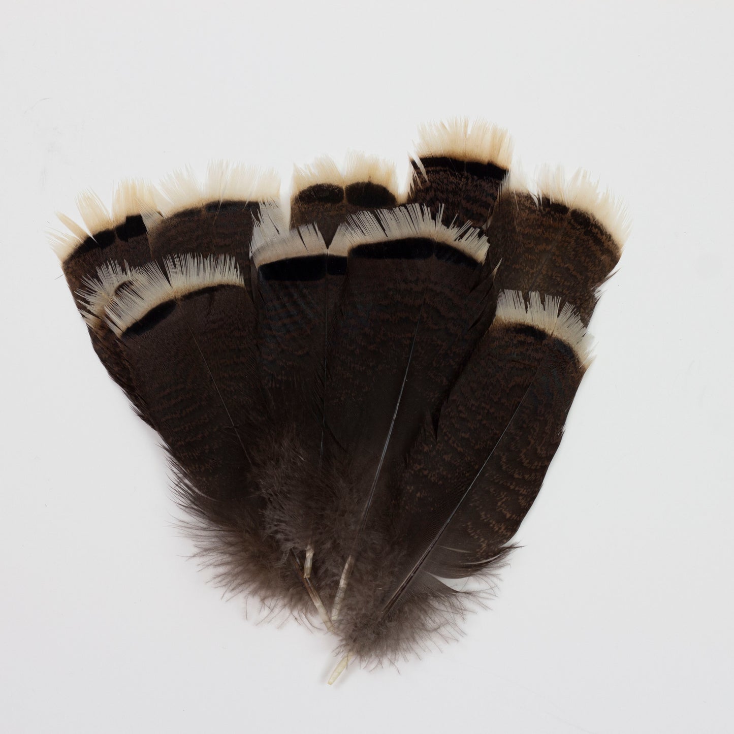 Bronze Turkey Tails Selected 4-8 inch  12PC PKG --Natural