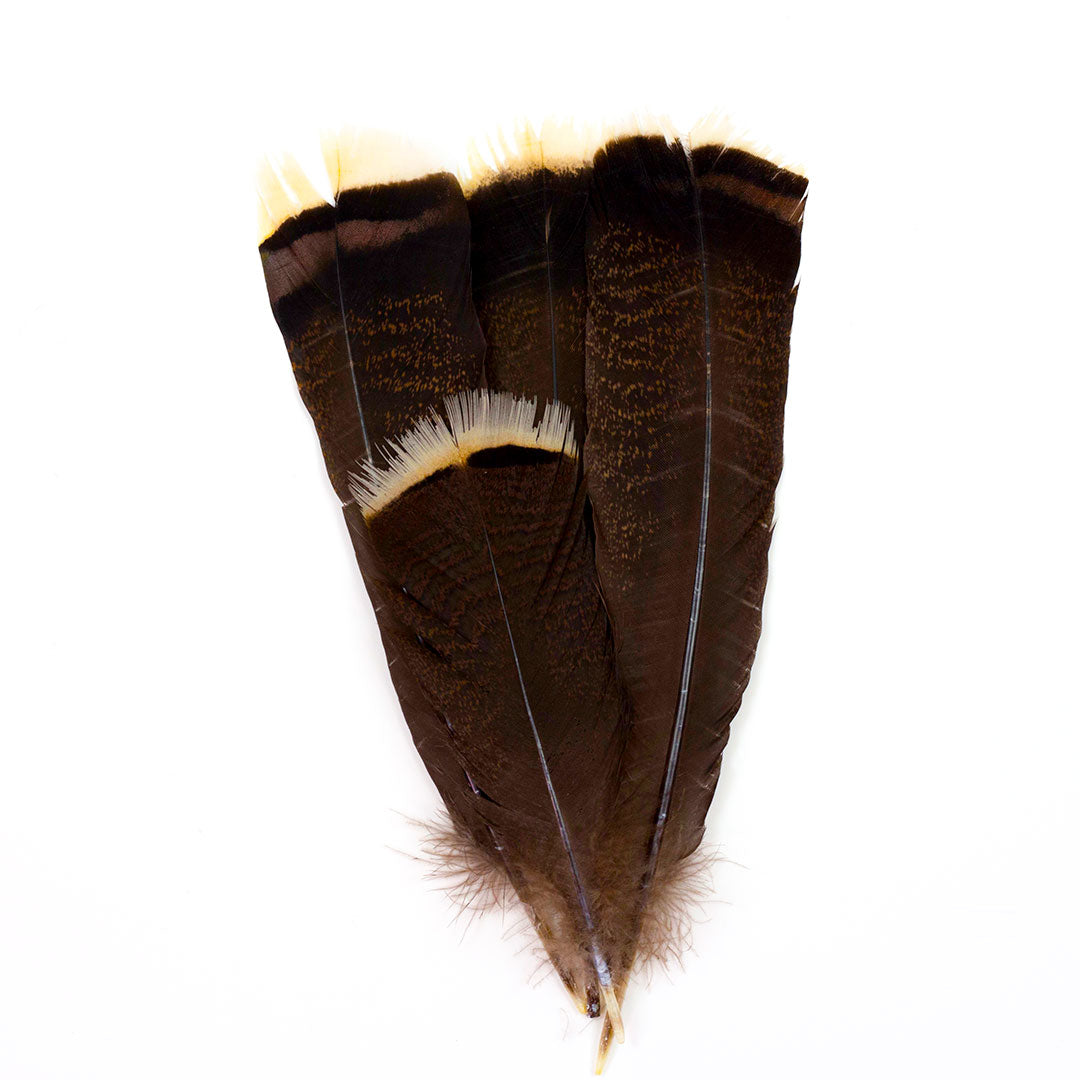 Natural Bronze Turkey Tails  8-14" 12 pcs