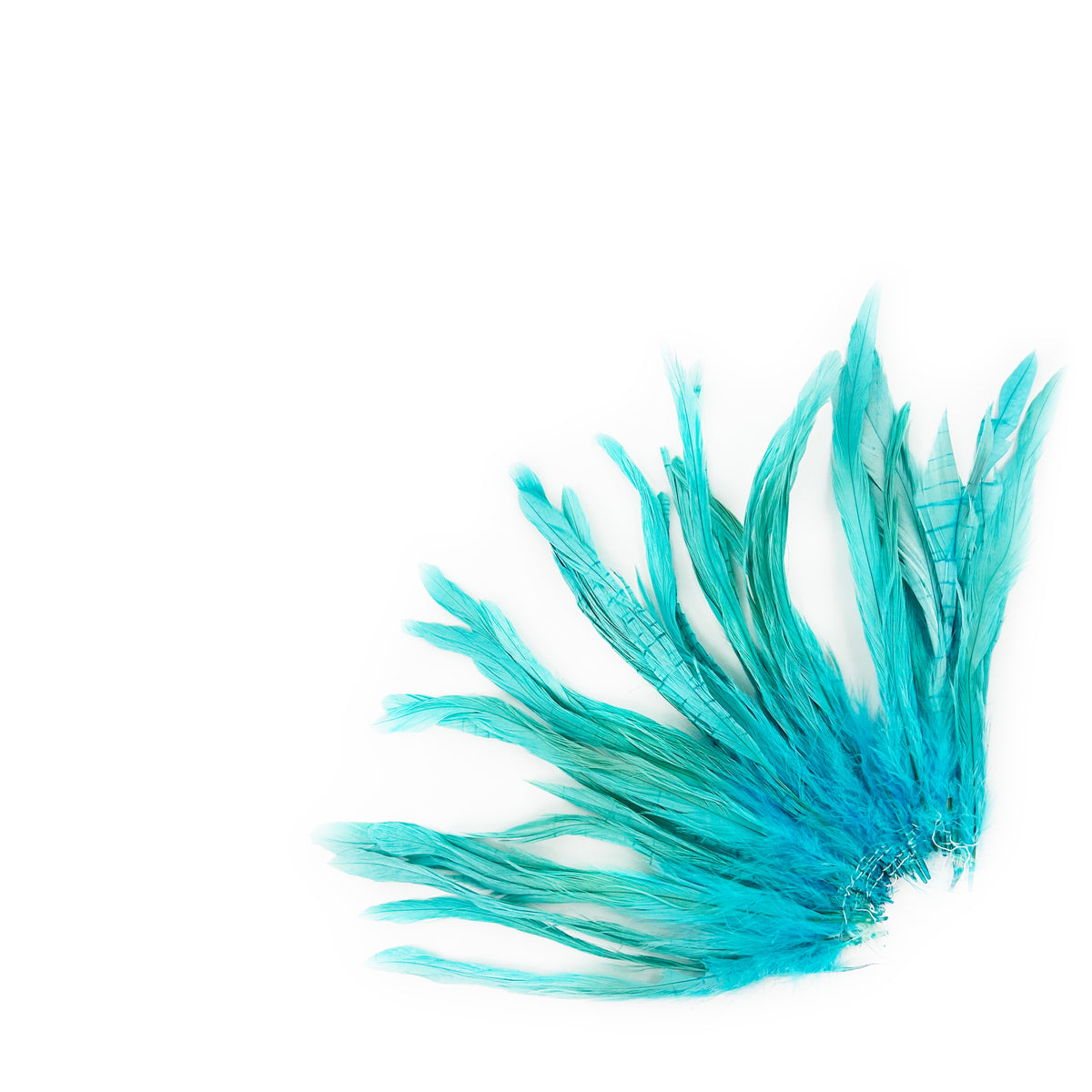 ROOSTER COQUE TAIL FEATHERS BLEACH DYED 7-10” - 25 PC/PKG -Light Turquoise
